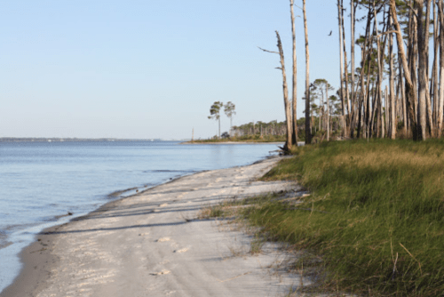 A serene beach scene with sandy shore, calm water, and tall trees lining the coast under a clear blue sky.