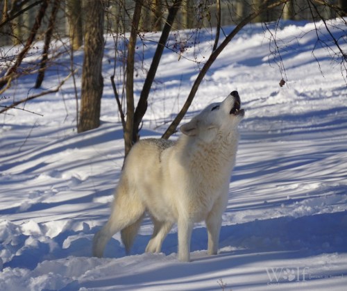 A white wolf howls in a snowy landscape, surrounded by trees.