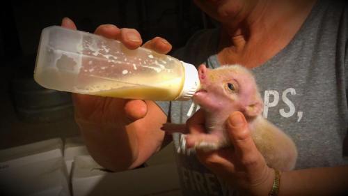 A person feeding a small piglet with a baby bottle filled with milk.