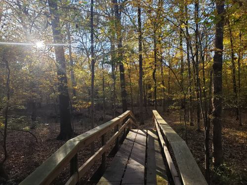 A wooden bridge leads through a sunlit forest with autumn leaves and tall trees.