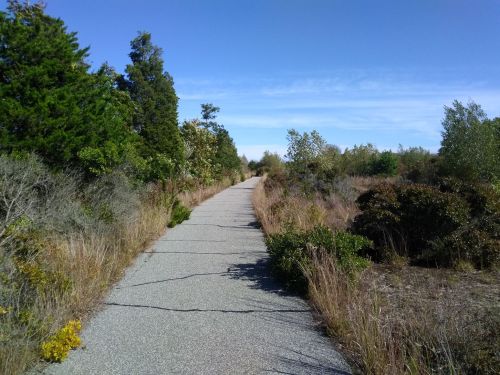A winding path through a grassy area, bordered by trees and shrubs under a clear blue sky.