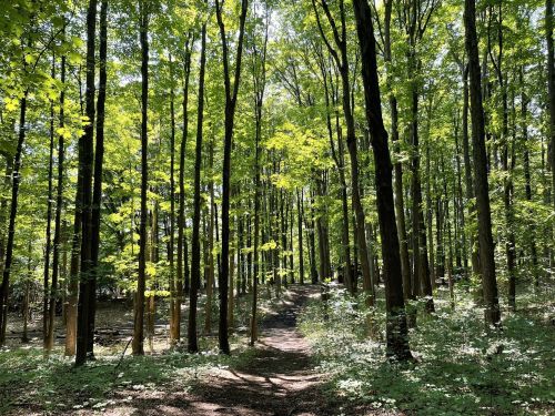 A sunlit forest path surrounded by tall, green trees and lush undergrowth.