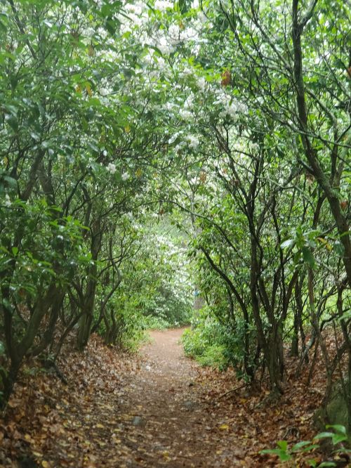 A serene forest path surrounded by lush greenery and flowering trees, inviting exploration.
