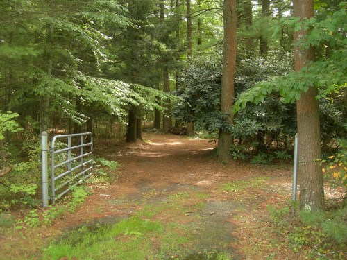 A forest path leads through trees, with a metal gate on the left and lush greenery surrounding the trail.