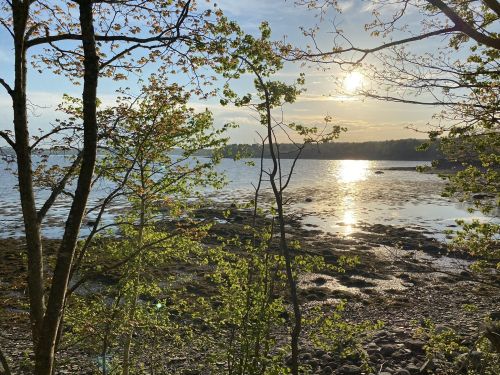 Sunlight reflects on calm water, framed by trees and greenery along a rocky shoreline.