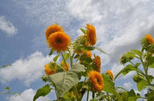 Bright sunflowers reach towards a cloudy sky, showcasing vibrant yellow petals and lush green leaves.