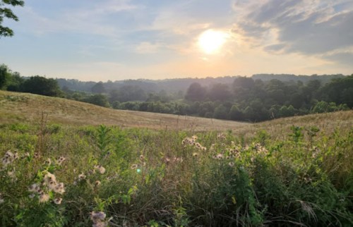 A serene landscape with wildflowers in the foreground and a sunset over rolling hills in the background.