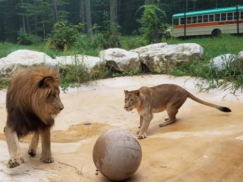 A lion and lioness interact near a large ball in a natural habitat, with a vintage bus in the background.