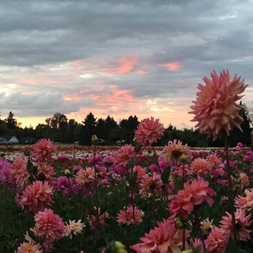 A vibrant field of pink flowers under a cloudy sky at sunset, with hints of orange and purple in the clouds.