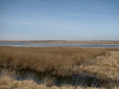 A serene wetland landscape with tall grasses, a calm water body, and a clear blue sky in the background.