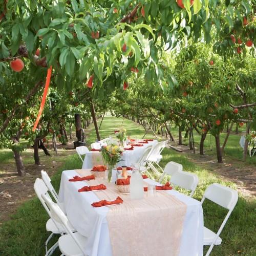 A beautifully set outdoor dining table under peach trees, adorned with flowers and orange accents.