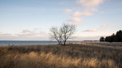 A solitary tree stands on a grassy shore, with calm waters and a cloudy sky in the background.