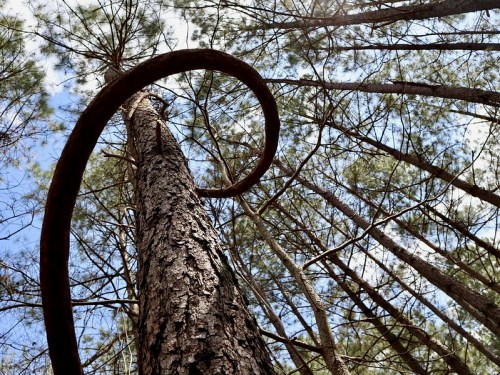 A tall tree with a spiraling vine, surrounded by other trees and a blue sky peeking through the branches.