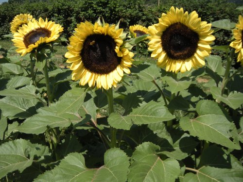 A field of vibrant sunflowers with large yellow petals and dark centers, surrounded by green leaves.