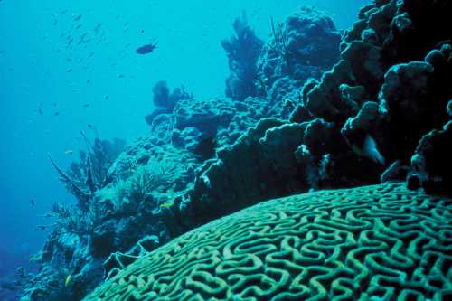 Underwater scene featuring a coral reef with intricate brain coral and various fish swimming in clear blue water.