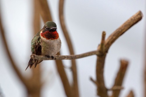 A colorful hummingbird perched on a branch, showcasing its vibrant red throat and green feathers.
