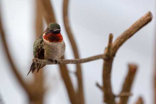 A colorful hummingbird perched on a branch, showcasing its vibrant red throat and green feathers.