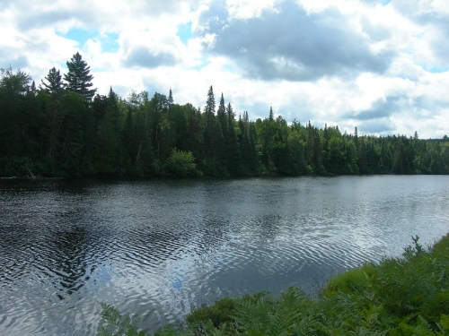 A serene river surrounded by lush green trees under a cloudy sky. Reflections shimmer on the water's surface.