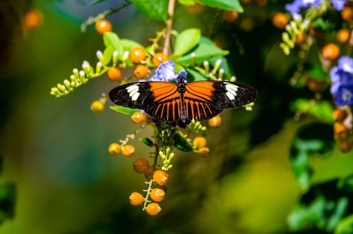 A vibrant orange and black butterfly perched on green leaves and yellow-orange berries, surrounded by blue flowers.