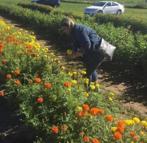 A person bends down to pick flowers in a vibrant field of marigolds, with a car parked in the background.