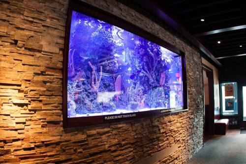 A large aquarium with colorful coral and fish, set against a textured stone wall in a dimly lit room.