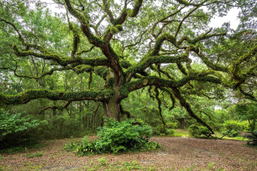 A large, sprawling tree with moss-covered branches surrounded by lush greenery and fallen leaves on the ground.