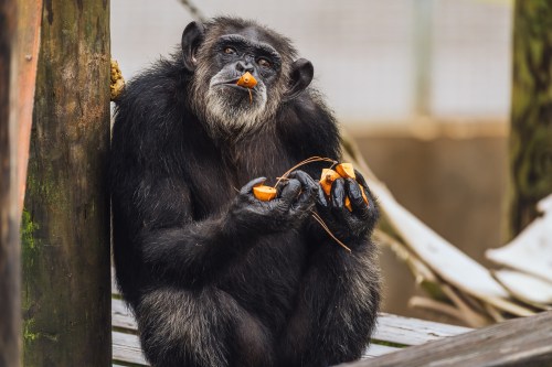 A chimpanzee sitting on a wooden platform, holding pieces of fruit and looking curiously at the camera.