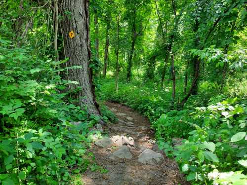 A winding dirt path through a lush green forest, bordered by trees and rocks, with a yellow trail marker visible.