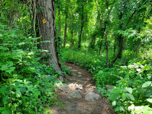 A winding dirt path through a lush green forest, bordered by trees and rocks, with a yellow trail marker visible.