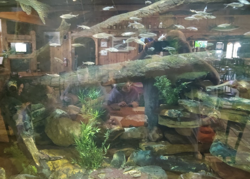 A view of an aquarium with fish and plants, reflecting people sitting at a table in a rustic setting.