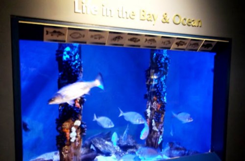Aquarium display featuring various fish swimming among coral and rocks, with a blue background.