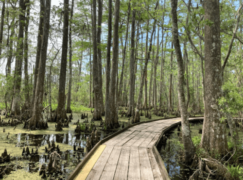 A wooden boardwalk winding through a lush green swamp with tall trees and waterlogged ground.