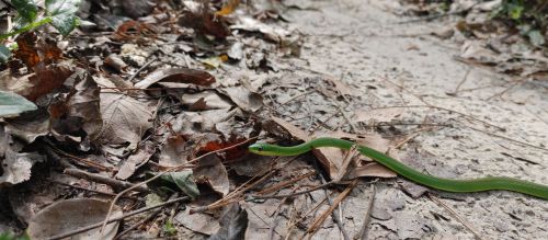A green snake slithers along a dirt path covered with dry leaves and pine needles.
