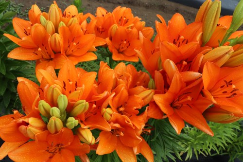 A vibrant cluster of orange lilies in full bloom, showcasing their bright petals and green foliage.
