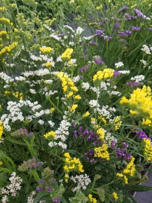 A vibrant mix of wildflowers in yellow, white, and purple blooming in a lush green setting.