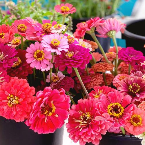 A vibrant display of pink and orange zinnias in black pots, showcasing their colorful blooms.