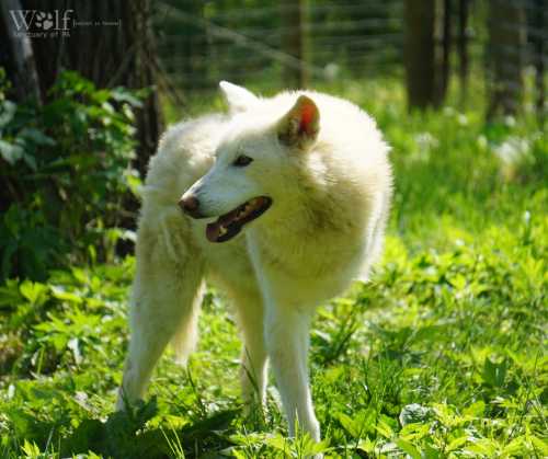 A white wolf stands among lush green grass and foliage, looking alert in a sunlit forest setting.