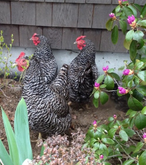 Three striped chickens foraging in a garden with blooming flowers and green plants.