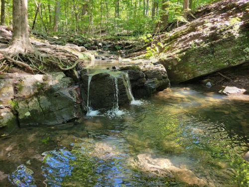 A serene forest scene featuring a small waterfall cascading over rocks into a clear pool surrounded by greenery.