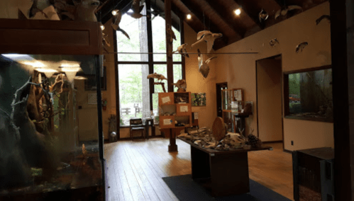 Interior of a nature museum featuring exhibits, a large tank, and mounted animal specimens on the walls.
