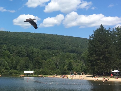 A bird flies over a sandy beach by a lake, with people enjoying the water and green hills in the background.