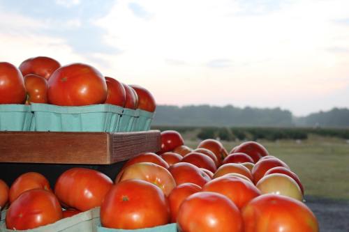 Baskets of ripe red tomatoes with a scenic background of fields and a cloudy sky at dusk.