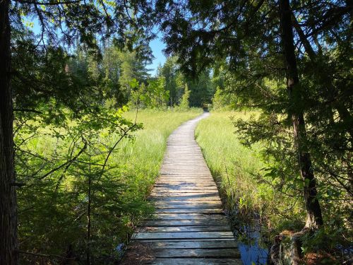 A wooden boardwalk leads through lush greenery and tall grass, surrounded by trees under a clear blue sky.