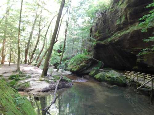 A serene forest scene with a calm stream, mossy rocks, and tall trees surrounding a rocky cliff.