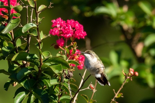 A hummingbird perched on a branch near vibrant pink flowers, surrounded by lush green foliage.