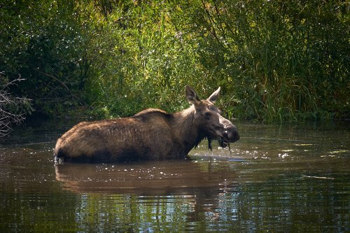 A moose wades through a calm, reflective pond surrounded by lush greenery.