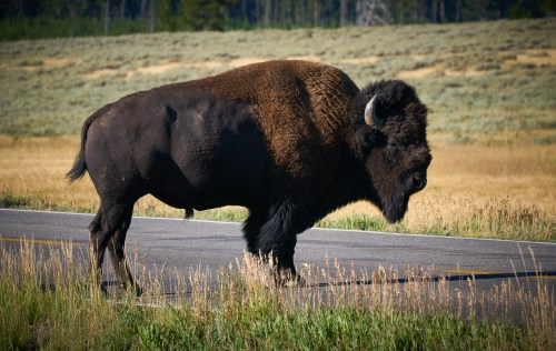 A bison stands on a road, surrounded by grassy fields and trees in the background.