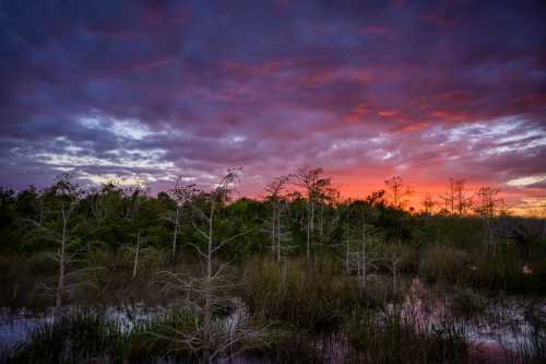 A serene wetland at sunset, with silhouetted trees and vibrant purple and orange clouds reflecting in the water.