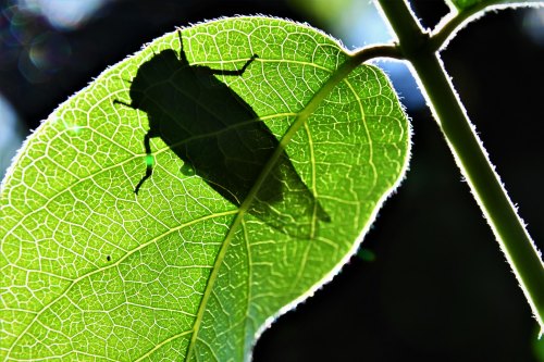 A silhouette of a cicada on a green leaf, illuminated by sunlight, showcasing intricate leaf veins.