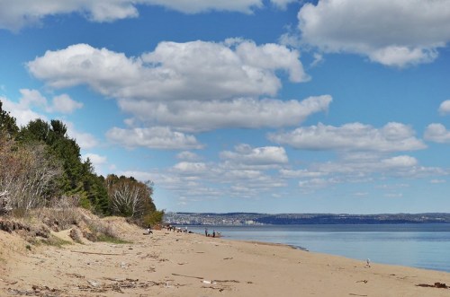 A sandy beach with scattered trees, under a blue sky filled with fluffy clouds, and calm water in the distance.